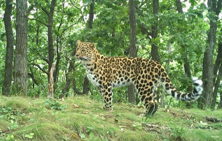 Leopard_letom
